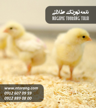 فروش جوجه گوشتی آیدا
